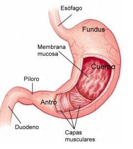 La Intensa Gastritis Biliar: Síntomas Y Tratamiento Estomago La Intensa Gastritis Biliar