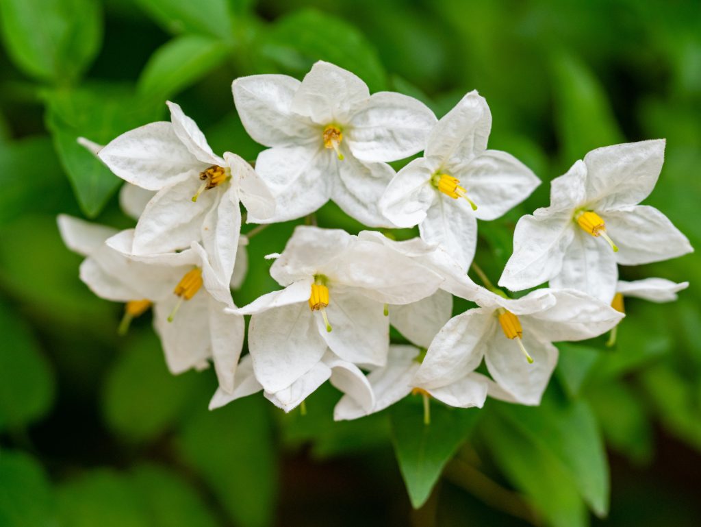 Medicina Natural Para La Apendicitis: Descubre Los Remedios Más Efectivos. Geraldine Dukes G4 Ip2Aex30 Unsplash Medicina Natural Para La Apendicitis