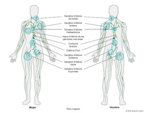 Ganglio Inguinal: Causas Y Cuándo Preocuparse Lymphatic System Spanish Ganglio Lnguinal
